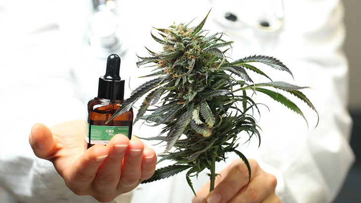 Growth of medical cannabis created need for further education