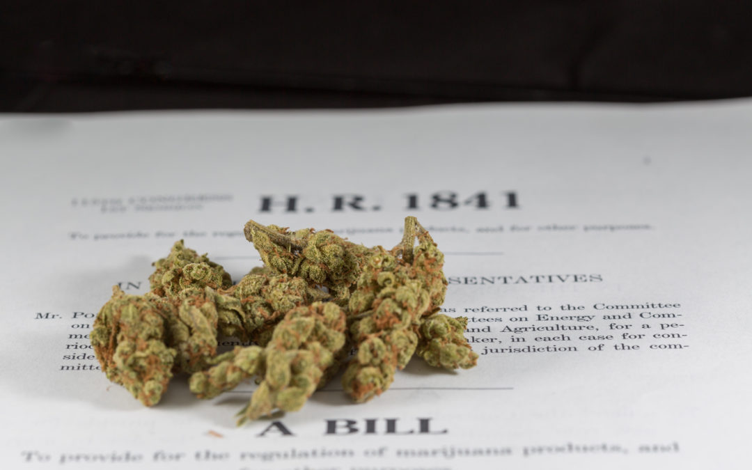 Criminal justice reform a centerpiece of new Kentucky legal cannabis campaign