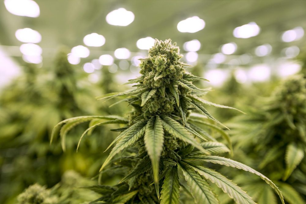 Kentucky medical marijuana cannabis THC products