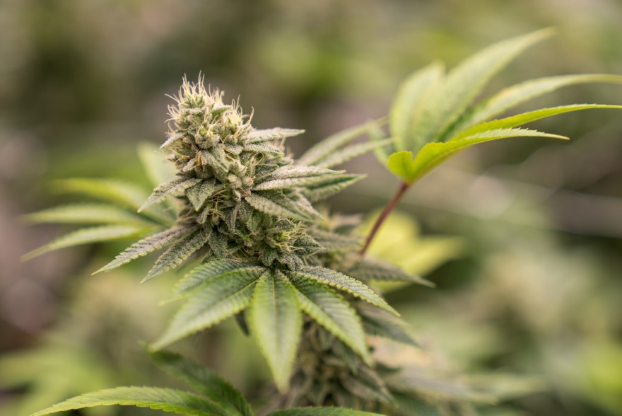 New medical cannabis dispensary opens in Sunrise Beach