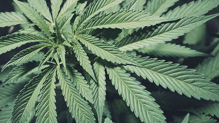 Kentucky’s medical marijuana program publishes second annual report