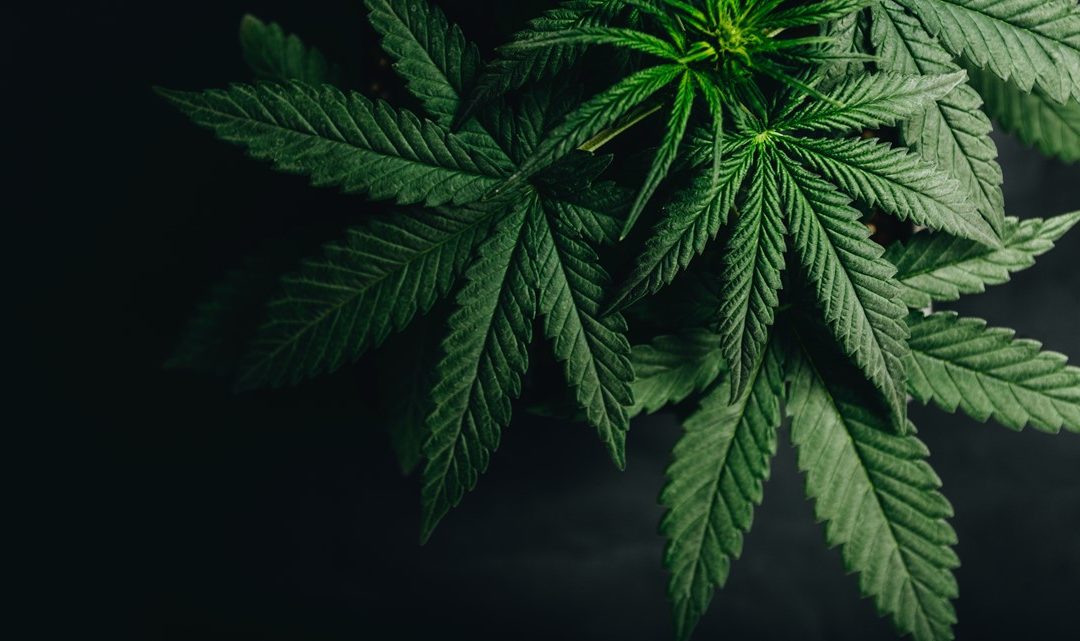 iPhone Users Can Now Purchase Cannabis Using Weedmaps App